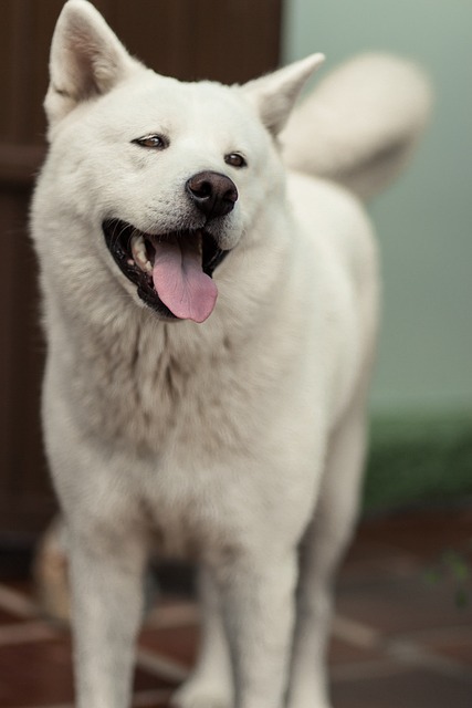 akita inu